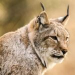 Il y a déjà 2 autres lynx ibériques à Palencia