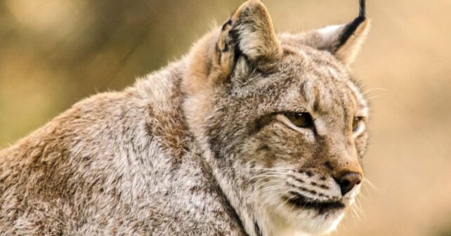 lince ibérico palencia