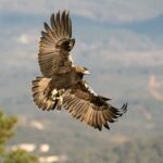 Ils apprécient la conservation de «Avifauna» dans les centres de récupération Castellano Manchego