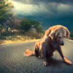 International Callejejos Animal Day 2025