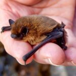 Jour d'appréciation des chauves-souris 2025
