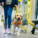 Journée internationale des chiens 2025