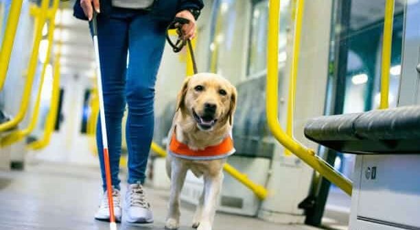 Día Internacional Perro Guía 2025