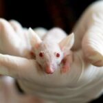 Journée mondiale des animaux de laboratoire 2025