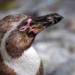 Journée mondiale des pingouins 2025