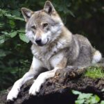 La Cantabrie, la Galice et les Asturies sont laissées à la «marge» dans l'UE pour leur mauvaise gestion du loup