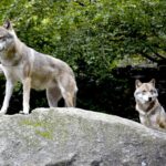 La cantabrie «pleuvra» les actions en justice si elle continue d'exterminer les loups