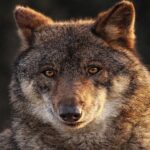 La dernière controverse de l'UE: réduire davantage la protection des loups