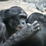 La matriarcat silencieuse et efficace des femmes de bonobo