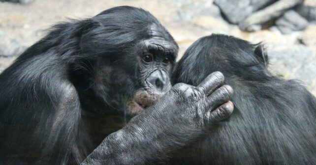 matriarcado hembras bonobo