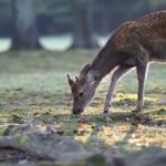 Lacuniacha Twin: le premier parc naturel virtuel en Espagne