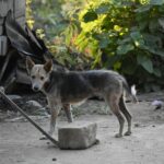 Le Seprona sauve 66 chiens victimes de maltraitance des animaux dans une ferme de Cáceres