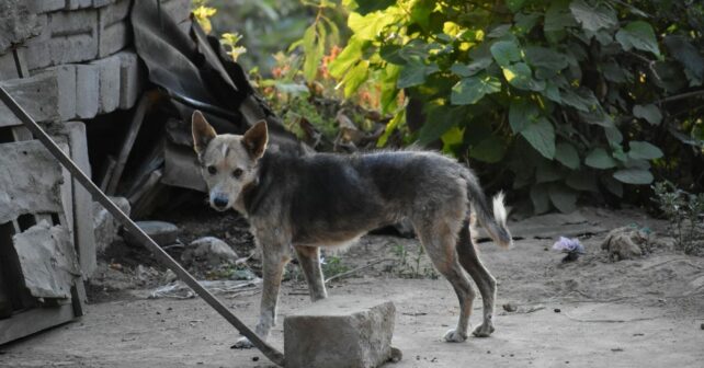 Seprona perros maltrato animal