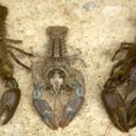 Le crabe de la rivière ibérique, nouvel habitant du parc naturel de Cazorla, Segura et Las Villas
