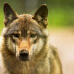 Le gouvernement de Cantabrie veut «exterminer» le loup ibérien, selon Pacma