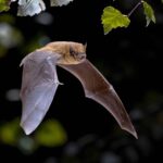 Les chauves-souris qui laissent une grotte dans le «troupeau» changent de «échocalisation» pour éviter de collision les uns avec les autres