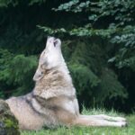 Les écologistes ne dialogueront pas avec les meurtriers de Lobos en Cantabrie