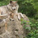 Les écologistes prétendent aujourd'hui à Hugo Morán que le loup est à nouveau des espèces protégées