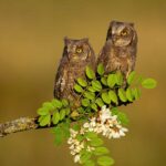 Les grands et les petits rapaces reviennent à «  augmenter '' dans la péninsule ibérique