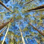 Les organisations environnementales demandent de se développer jusqu'en 2030 le moratoire d'Eucalyptus