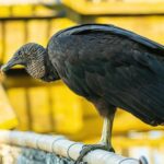 Les poulets de vautour noir choisissent la maîtrise de la Majorque à naître