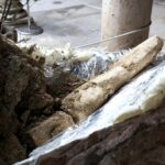 Les restes des deux crocs d'un «mastodon» de l'ère tertiaire sont récupérés dans la colline de Valladolid »