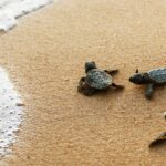 Libération massive des tortues de Bobas à Cabo Verde: un espoir pour l'espèce