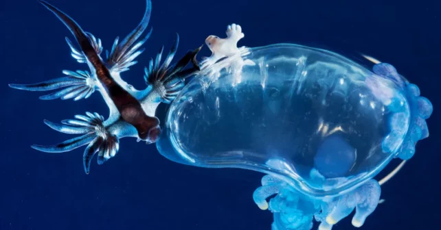 Un ange bleu se régale sur un homme de guerre portugais.