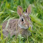 Monte Rabbit: Dans le «ERIW25», ils apprécient les avancées du «projet Life Iberonjejo»