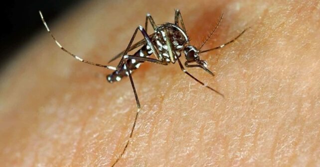 Navarra mosquito tigre