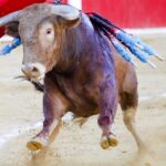 Pacma soutient que «la liberté d'expression dans la corrida finie se termine lorsqu'elle est attentive à la vie des personnes ou des animaux»