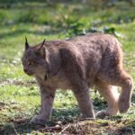 Pas un pas en arrière dans les lois de la «conservation» de la biodiversité, l'UE est une référence mondiale dans la protection de la nature