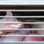 Plus de maltraitance des animaux lors des voyages: l'UE doit déjà prendre des mesures