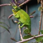«  Project de Chameleon '': pour protéger les espèces de Malaga