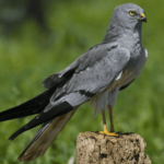Projet de vie SOS Pygargus: Protéger les nids et les poulets alguilucho cendres en Occident en Espagne et au Portugal