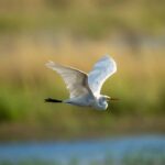 Qu'ils ne vous trompent pas, l'amélioration du «doñana» est fictive, avant de devoir résoudre les «problèmes structurels»