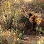 Sauvé trois lynx ibériques après l'indignation mortelle de la mère