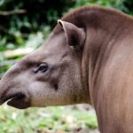 Tapir World 2025 Day