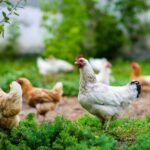 Un avenir sans cages est-il possible en Europe et en Espagne?