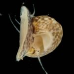 Un mollusque a été découvert en Méditerranée jusqu'à présent inconnu