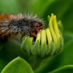 Une chenille carnivore utilise les restes de sa proie pour décorer votre corps
