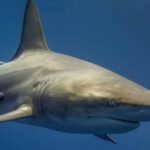 Une étude révèle que les attaques de requins pourraient être dues à leur survie contre les humains et non à une action planifiée
