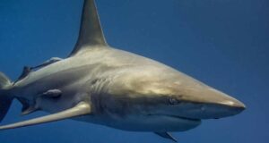 ataques tiburón