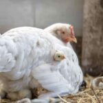 Veganuary: «7 jours pour les poulets», par l'alimentation des plantes