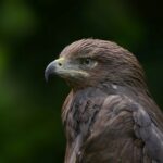 Venez au Sotogüeña Bird Festival dans la Sierra de Guadarrama