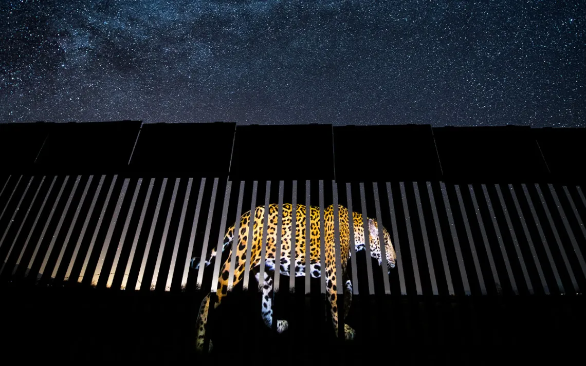Une image d'un jaguar est projetée sur le mur frontalier la nuit