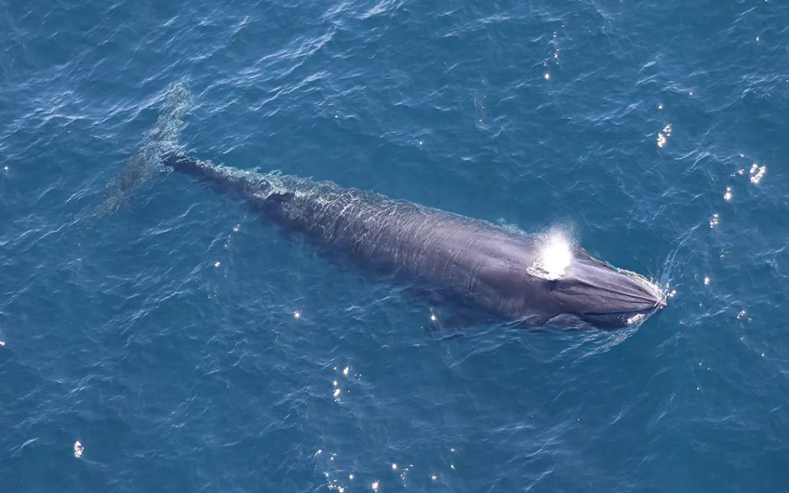L'une des deux baleines de riz observées par le Southeast Fisheries Science Center dans l'ouest du golfe d'Amérique (anciennement golfe du Mexique) lors d'une enquête aérienne le 11 avril 2024.