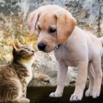 80% des animaux abandonnés atteignent des abris sans puce