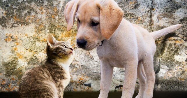 animales abandonados refugios chip