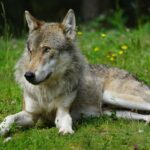 À La Rioja, vous pouvez déjà tuer des loups en toute impunité